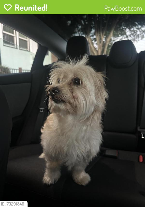 Reunited Male Dog last seen In streets of cherrywood, San Leandro, CA 94577