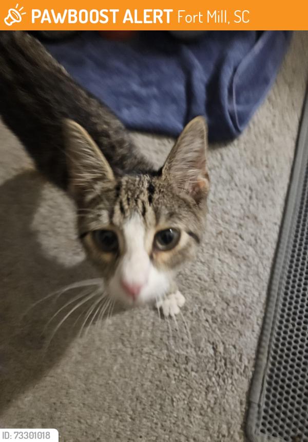 Found/Stray Male Cat last seen Food Lion on regent pkwy and hwy 21, Fort Mill, SC 29715