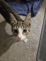 Found/Stray Male Cat last seen Food Lion on regent pkwy and hwy 21, Fort Mill, SC 29715