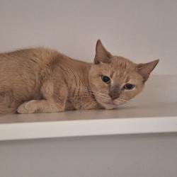 Shelter Stray Female Cat last seen , Animal Care & Control Team of Philly, 111 W Hunting Park Ave, Philadelphia, PA 19140, USA