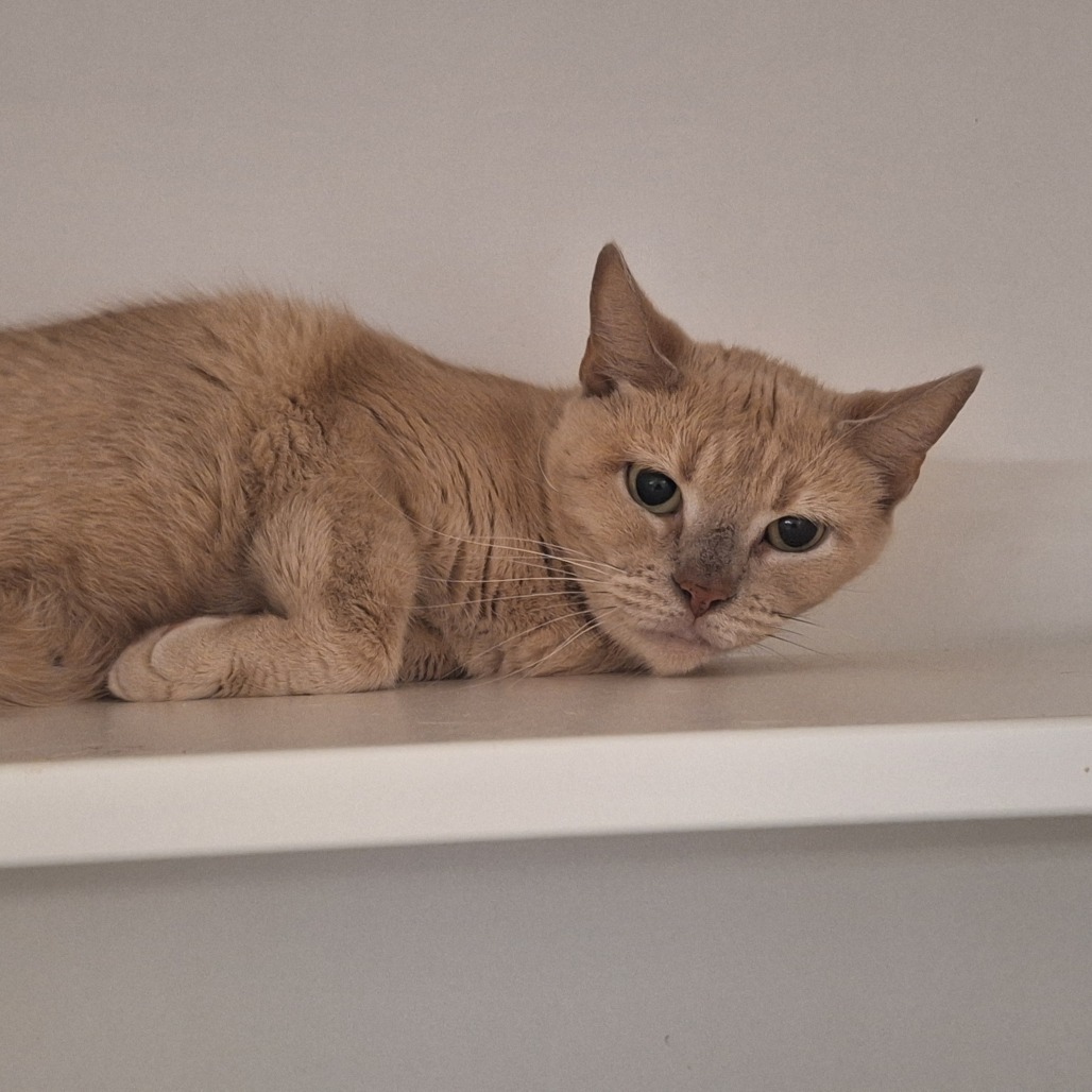 Shelter Stray Female Cat last seen , Animal Care & Control Team of Philly, 111 W Hunting Park Ave, Philadelphia, PA 19140, USA