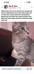 Lost Female Cat last seen 31st and Emmaus Zion ill, Zion, IL 60099