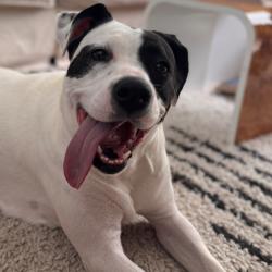 Shelter Stray Female Dog last seen , 328 Furman Hall Rd, Greenville, SC 29609, USA