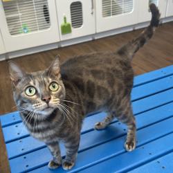 Shelter Stray Female Cat last seen , 8020 Washington St, Port Richey, FL 34668, USA