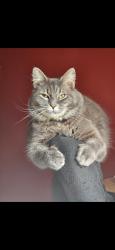 Lost Male Cat last seen Forest off Hwy 211, near Hwy 53, Braselton, GA 30517