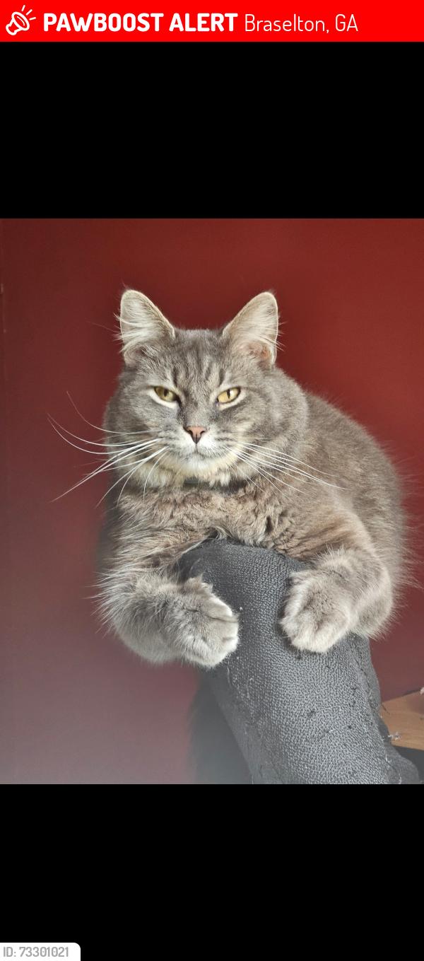Lost Male Cat last seen Forest off Hwy 211, near Hwy 53, Braselton, GA 30517