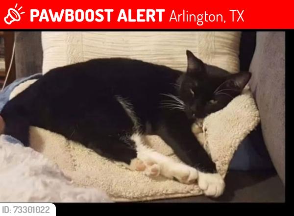 Lost Male Cat last seen Westgate Dr. And Westkendal, Arlington, TX 76015