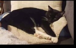 Lost Male Cat last seen Westgate Dr. And Westkendal, Arlington, TX 76015