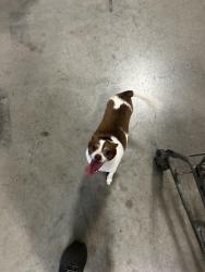 Found/Stray Male Dog last seen Kenny Pipe and Supply, Chattanooga, TN 37403