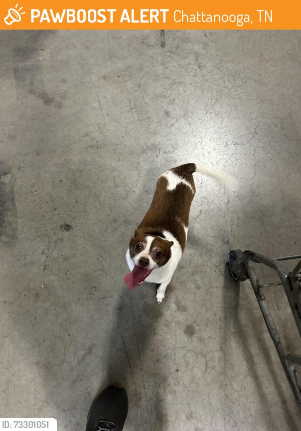 Found/Stray Male Dog last seen Kenny Pipe and Supply, Chattanooga, TN 37403
