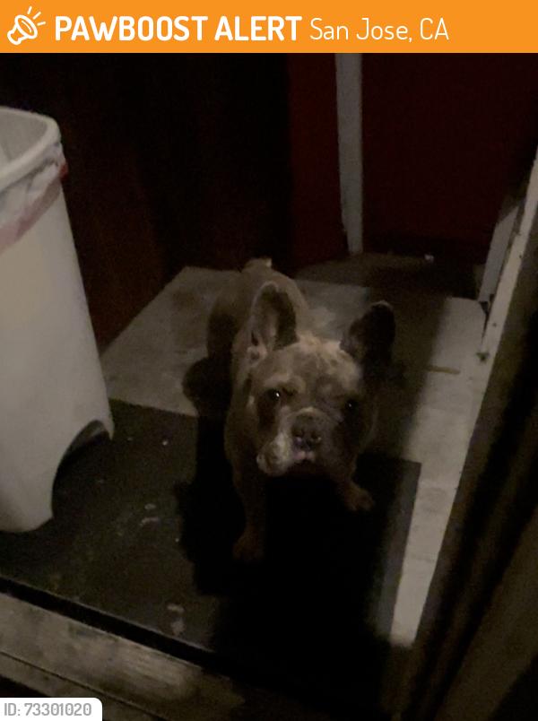 Found/Stray Male Dog last seen Oakland rd/ brokaw, San Jose, CA 95131