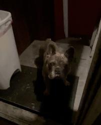 Found/Stray Male Dog last seen Oakland rd/ brokaw, San Jose, CA 95131