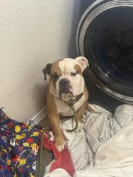 Found/Stray Male Dog last seen Redbird Sun, San Antonio, TX 78224
