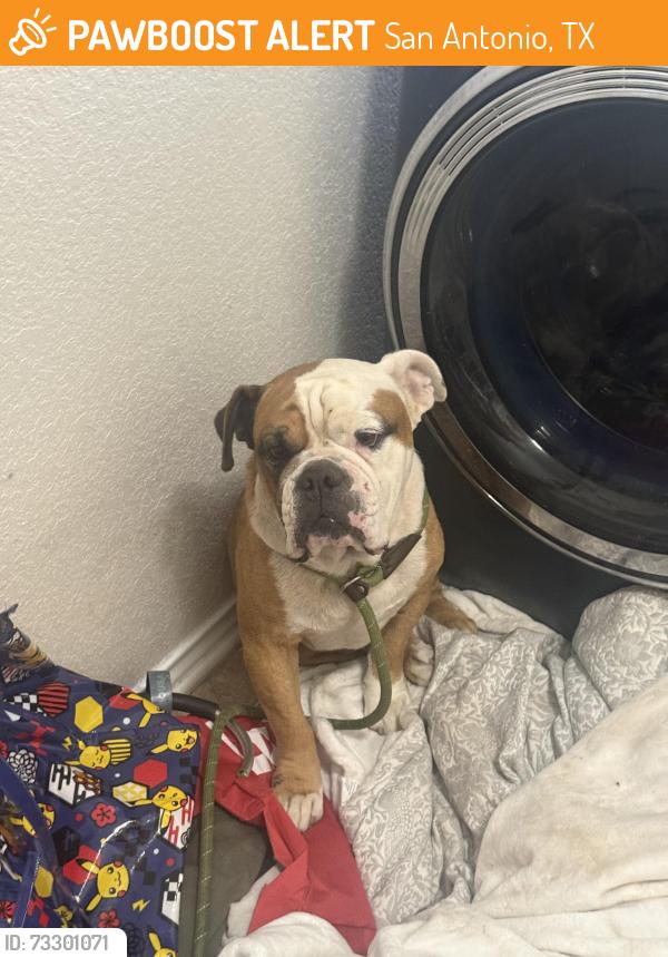 Found/Stray Male Dog last seen Redbird Sun, San Antonio, TX 78224
