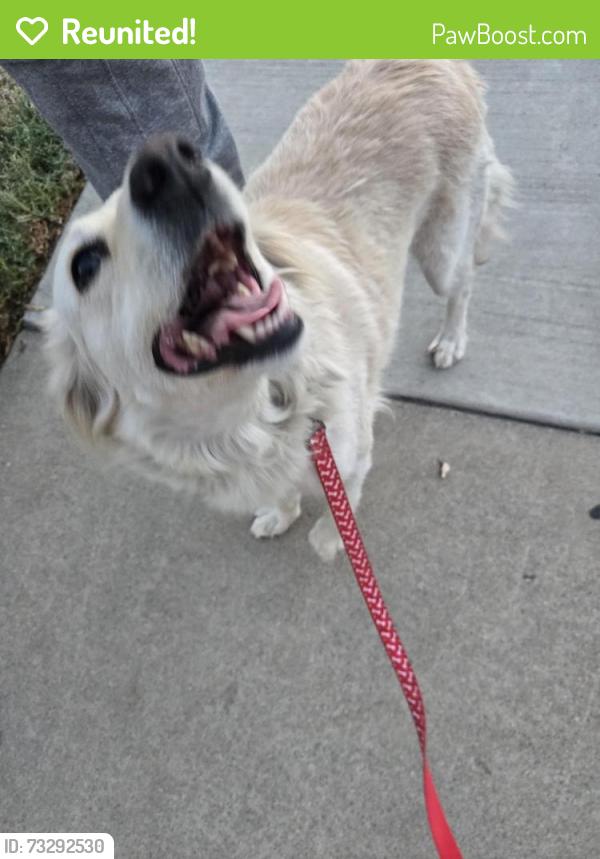 Reunited Female Dog last seen Campus and 9th, Upland, CA 91786