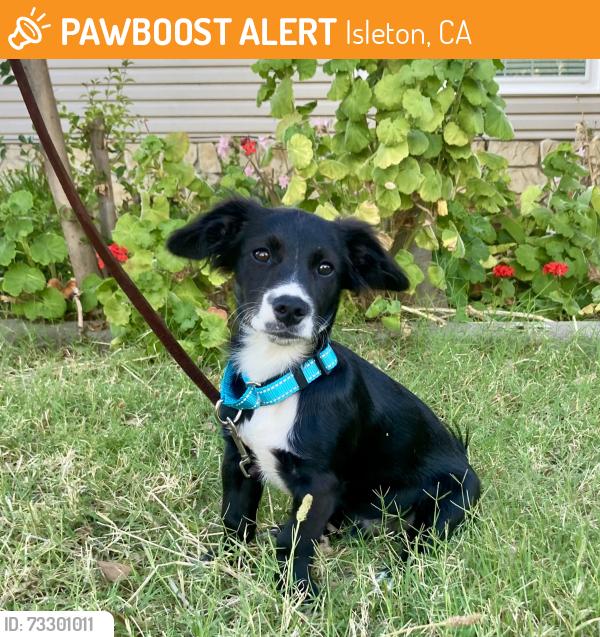 Found/Stray Male Dog last seen Highway 160 / highway 12 near Rio Vista Bridge, Isleton, CA 95641