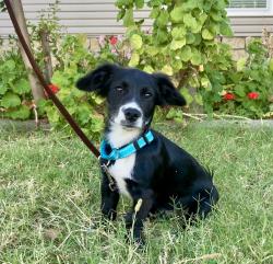 Found/Stray Male Dog last seen Highway 160 / highway 12 near Rio Vista Bridge, Isleton, CA 95641