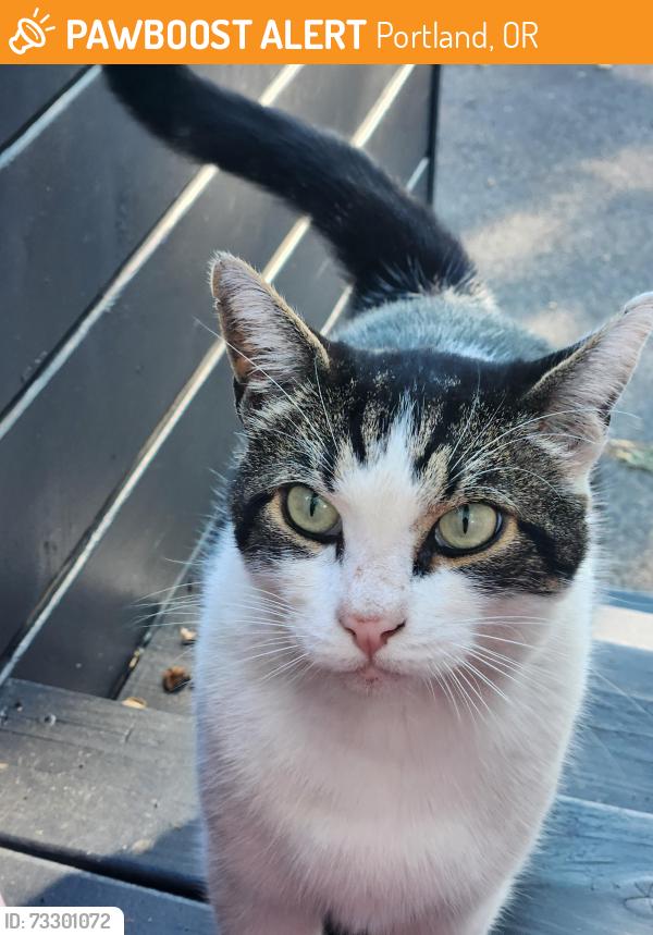 Found/Stray Male Cat last seen Oatman , Lombard, Portland, OR 97217