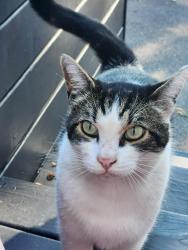 Found/Stray Male Cat last seen Oatman , Lombard, Portland, OR 97217