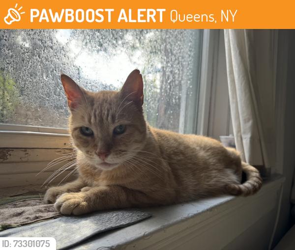 Found/Stray Male Cat last seen Hampton Ave & Elmhurst Ave, Queens, NY 11372