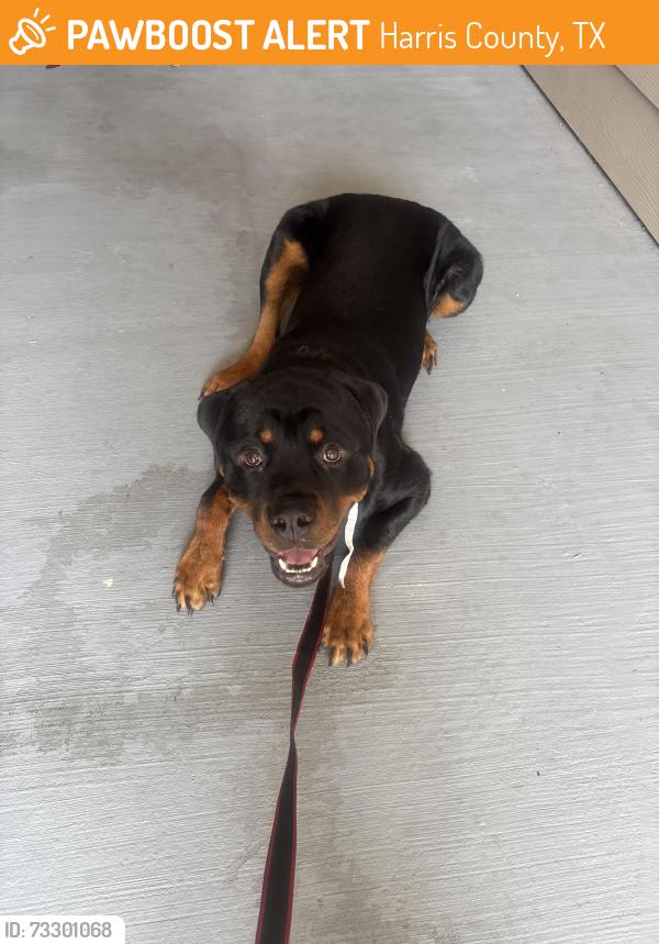 Found/Stray Male Dog last seen Autumn Trails Ln Katy, TX 77449 United States, Harris County, TX 77095