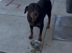 Found/Stray Male Dog last seen Near 8 brothers grocery, Philadelphia, PA 19122