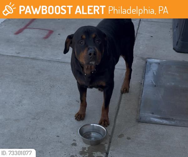 Found/Stray Male Dog last seen Near 8 brothers grocery, Philadelphia, PA 19122