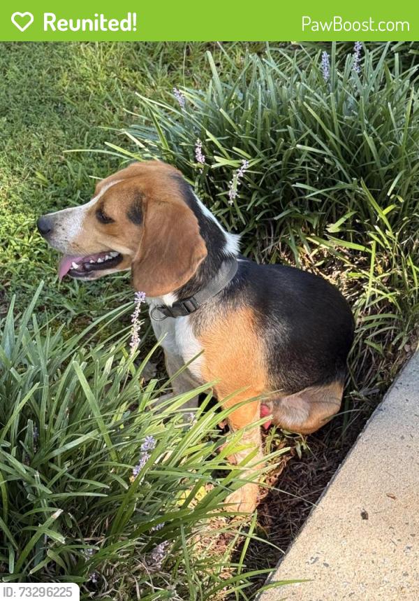 Reunited Male Dog last seen Pine ridge rd and fire fox, Randolph County, NC 27205