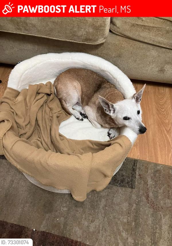 Lost Male Dog last seen River Ridge Neighborhood, possibly B&B Archery next to River Ridge, Pearl, MS 39208