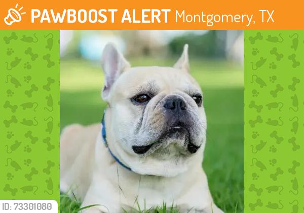 Found/Stray Male Dog last seen Brightwood and Woodchuck, Montgomery, TX 77356