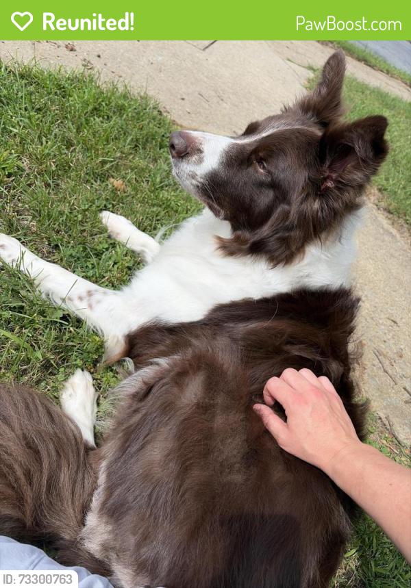 Reunited Male Dog last seen South St and Emerson St, Allentown, PA 18104