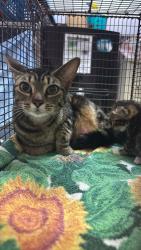 Shelter Stray Female Cat last seen Bexar County, 3353 Morningside Dr, New Braunfels, TX 78132, USA