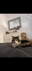 Reunited Female Cat last seen Around Short Heath Park, West Midlands, England B23 5RG