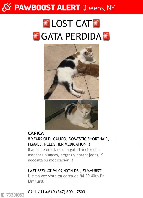 Lost Female Cat last seen 94-09 40th Drive, Queens, NY 11373