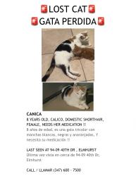 Lost Female Cat last seen 94-09 40th Drive, Queens, NY 11373