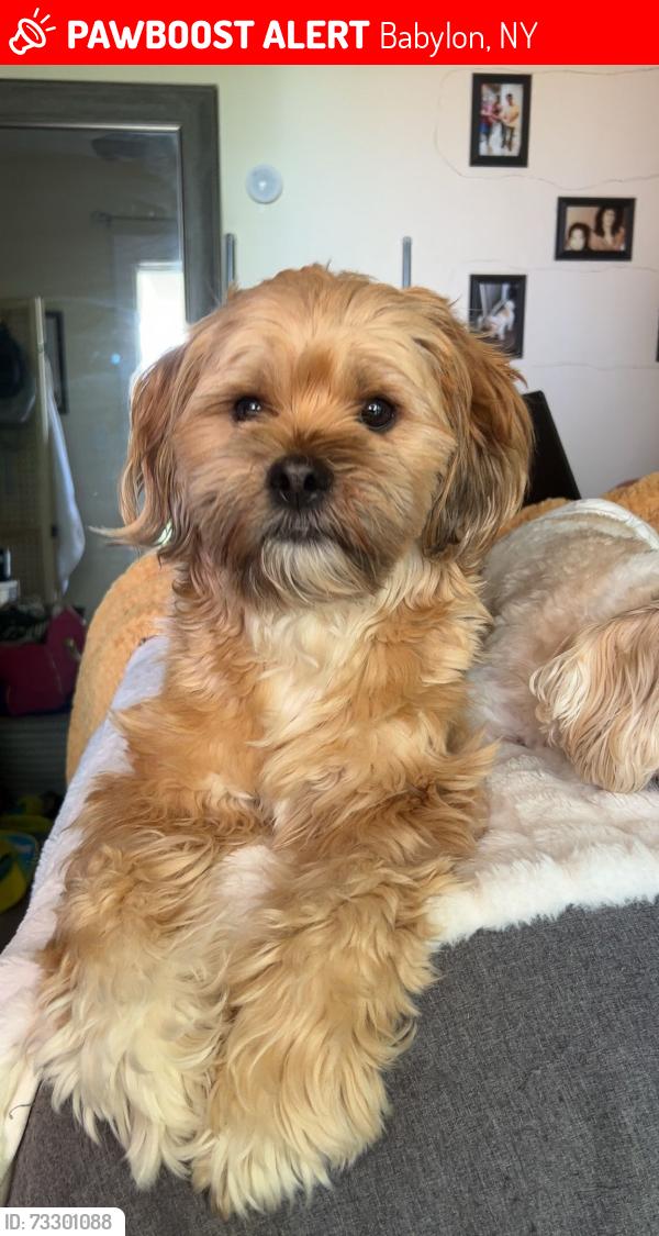 Lost Male Dog last seen Little east neck, Babylon, NY 11704