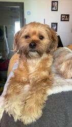 Lost Male Dog last seen Little east neck, Babylon, NY 11704