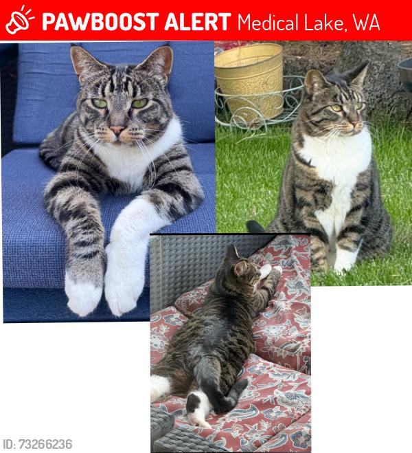 Lost Female Cat last seen Legg Street, Medical Lake, WA 99022