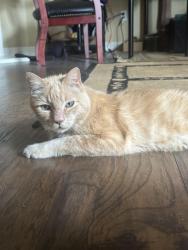 Lost Male Cat last seen Fern and Sonora, Redlands, CA 92373
