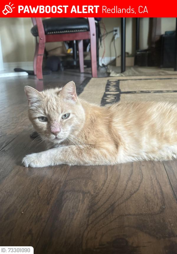 Lost Male Cat last seen Fern and Sonora, Redlands, CA 92373
