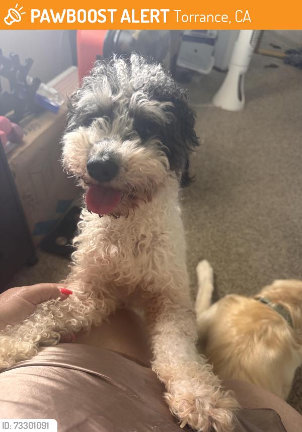 Found/Stray Male Dog last seen Hawthorne Blvd, Torrance, CA 90504
