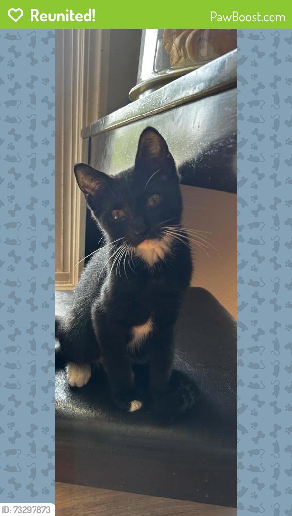 Reunited Male Cat last seen harrison st, Carpentersville, IL 60110