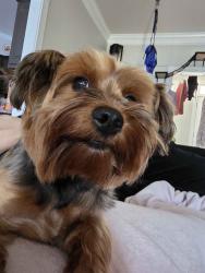 Reunited Female Dog last seen Edwin Ct, McDonough, GA 30252