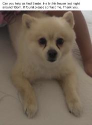Lost Male Dog last seen Neighborhood behind targer dinuba blvd, Visalia, CA 93291