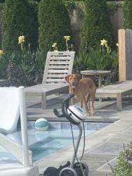 Found/Stray Unknown Dog last seen Cardinal Pacelli/Christ the King Church, Cincinnati, OH 45226