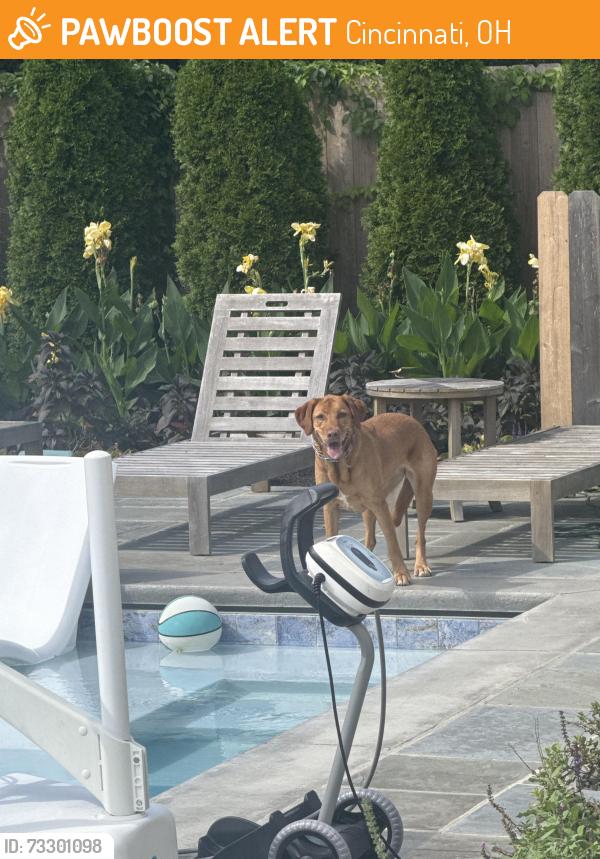 Found/Stray Unknown Dog last seen Cardinal Pacelli/Christ the King Church, Cincinnati, OH 45226