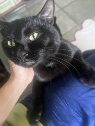 Found/Stray Male Cat last seen Under GA-SR 83 bridge, right where it intersects with Highway 23. Along the Ocmulgee River, Berner, GA 31029