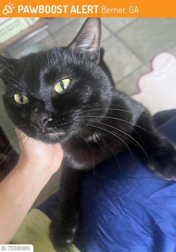 Found/Stray Male Cat last seen Under GA-SR 83 bridge, right where it intersects with Highway 23. Along the Ocmulgee River, Berner, GA 31029