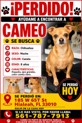 Lost Male Dog last seen Hialeah, Hialeah, FL 33018