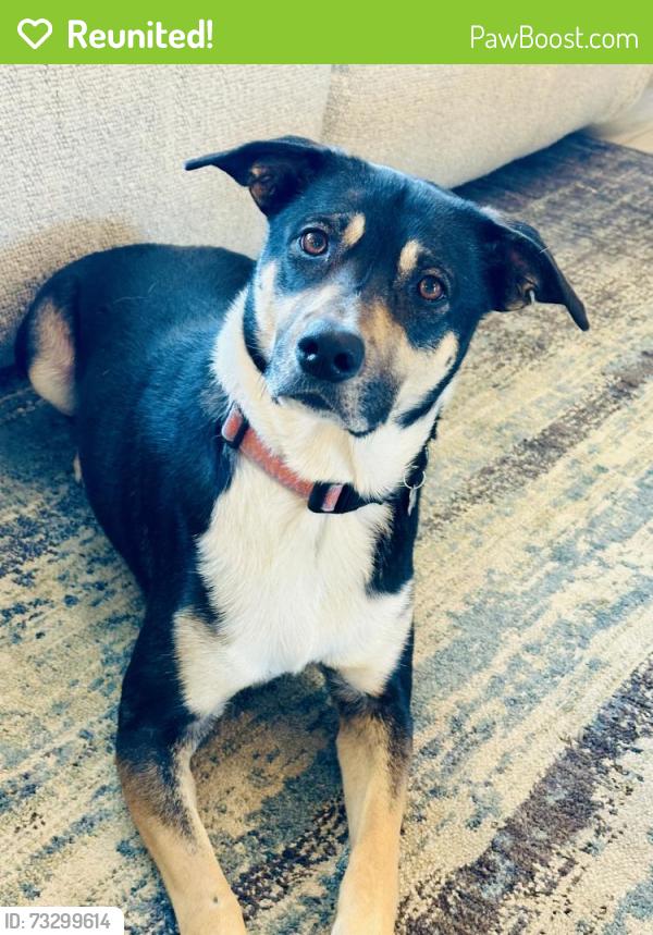 Reunited Female Dog last seen North Meadows and Jonquil Street, Castle Rock, CO 80109